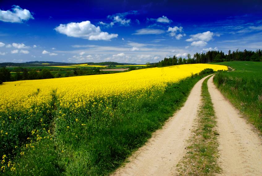 Bayer Crop Science UK win