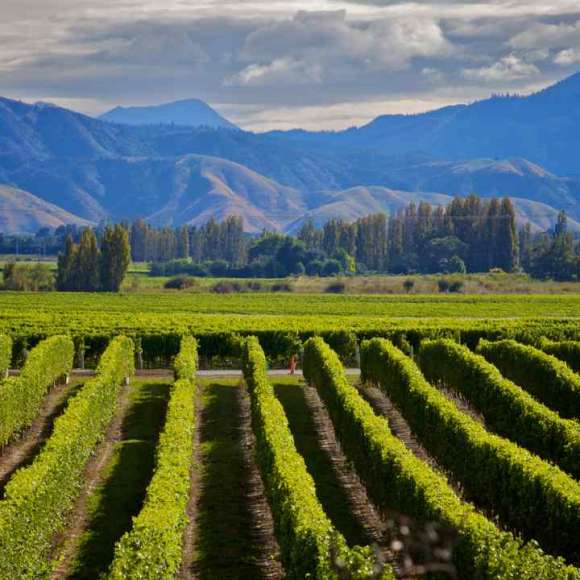 Memories of Kiwi farmers trading their way out of trouble
