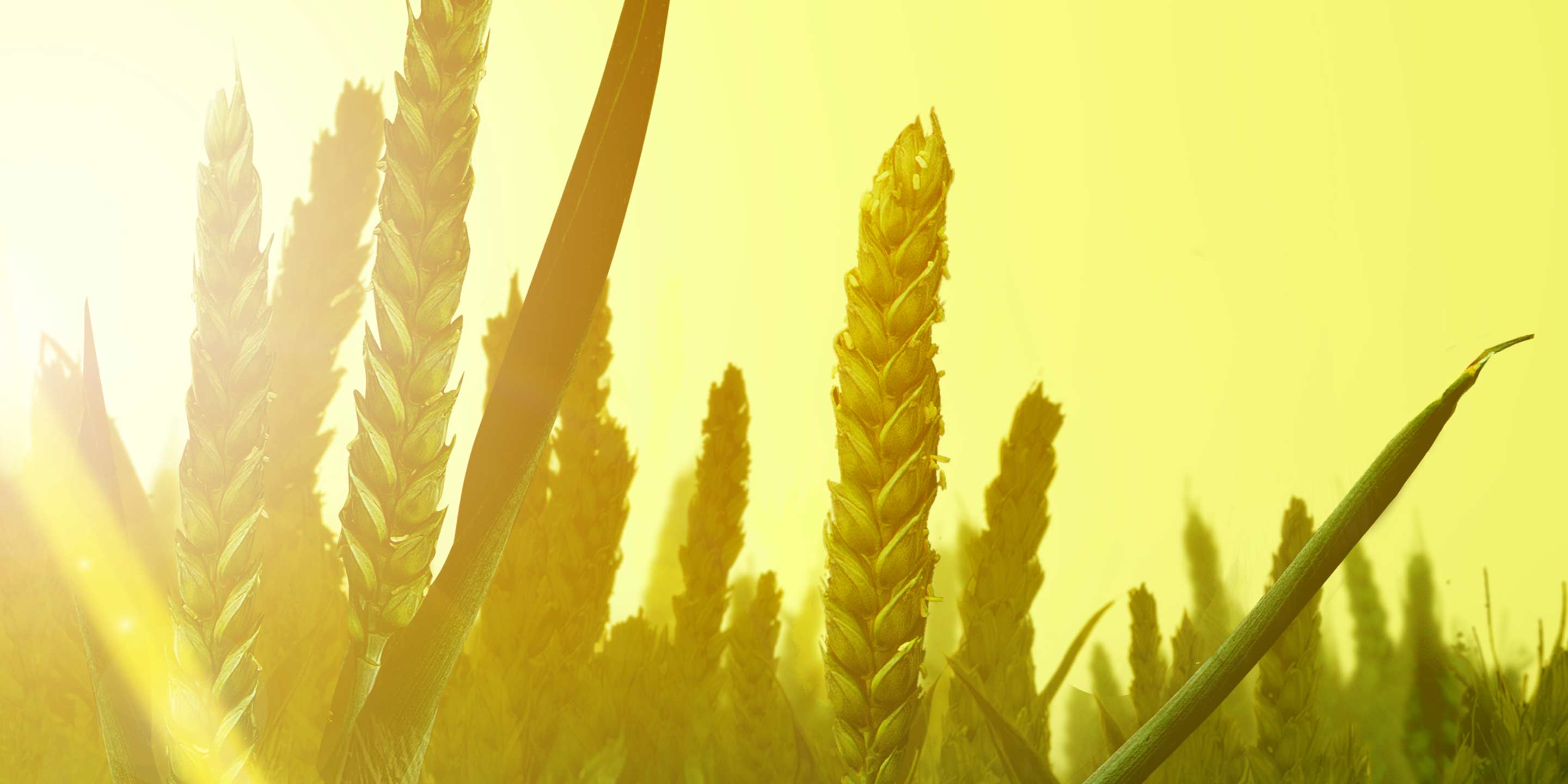 Bayer Crop Science Atlantis Star