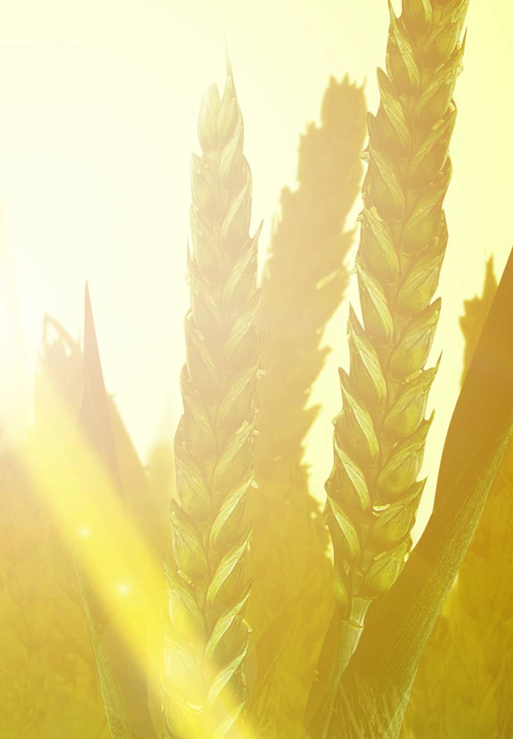 Bayer Crop Science Atlantis Star